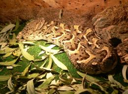 В Бургас показват най-отровните змии на планетата
